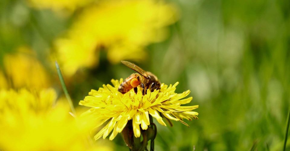 Honeybees are Adapting to Climate change